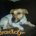 Photo of Buddy (On Trial 9/2/13)