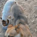 Photo of Zena