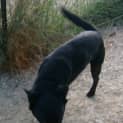 Photo of Ace
