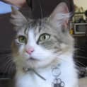 Photo of Clover