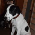 Photo of Benny (2) (On Trial 20/2/13)