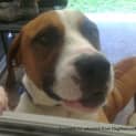 Photo of Buddy (2)