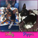 Photo of Sally & Pippa (On Trial 4/4/13)
