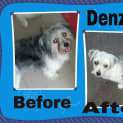 Photo of Denzel (On Trial 9/2/13)