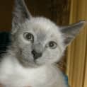 Photo of Angel