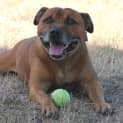 Photo of Rex