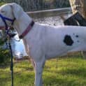 Photo of Lilly