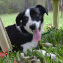 Photo of Arrow