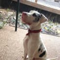 Photo of Max