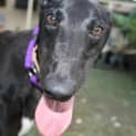 Photo of Velvet