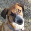 Photo of Peanut... Soft Natured Pup