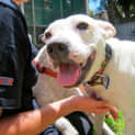 Photo of Dally (On Trial 16/3/13)