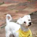 Photo of Missy (On Trial 23/2/13)