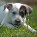 Photo of Marley (On Trial In A New Home 12/2/13)