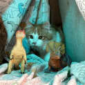 Photo of Shere Khan