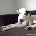 Photo of Patches (On Trial 9/2/13)
