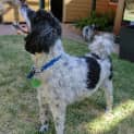 Photo of Whiskey *On Trial In His New Home*