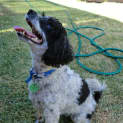 Photo of Whiskey *On Trial In His New Home*