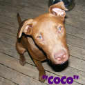 Photo of Coco (On Trial 26/2/13)