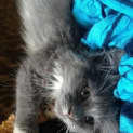 Photo of Holly