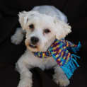 Photo of Carlo