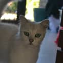 Photo of Peppie