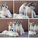 Photo of Gidget