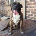 Photo of Barney