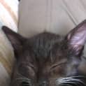 Photo of Dora