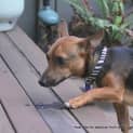 Photo of Samson (On Trial 29/3/13)