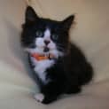 Photo of Smudge *Adoption Day 17/3/2013*