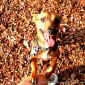 Photo of Samson (On Trial 29/3/13)