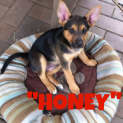 Photo of Honey (On Trial 22/3/13)