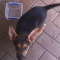 Photo of Honey (On Trial 22/3/13)