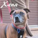 Photo of Xena (On Trial 2/6/13)