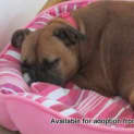 Photo of Xena (On Trial 2/6/13)