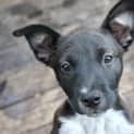 Photo of Shadow (3) (On Trial 13/5/13)