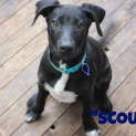 Photo of Scout (On Trial 27/3/13)