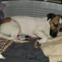 Photo of Shorty (On Trial 11/3/13)