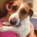 Photo of Eddie (On Trial In New Home Starting 04/03/13)