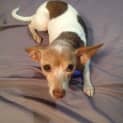Photo of Bonnie (Adopted 16/7/13)