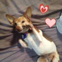 Photo of Bonnie (Adopted 16/7/13)