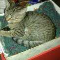 Photo of Wilbur