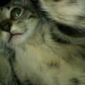 Photo of Wilbur