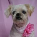 Photo of Annabelle