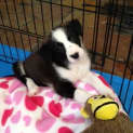 Photo of Angel (On Trial 12/3/13)