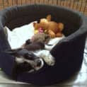 Photo of Cheeky (On Trial 12/3/13)