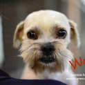 Photo of Wally (On Trial 3/3/13)