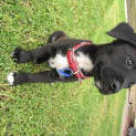 Photo of Olive (On Trial 16/3/13)