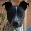 Photo of Scarlette
